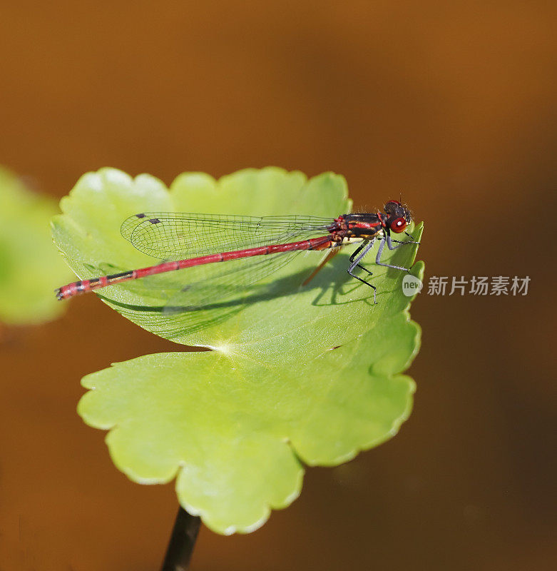 大红少女蜻蜓(Pyrrhosoma nymphula)雄性